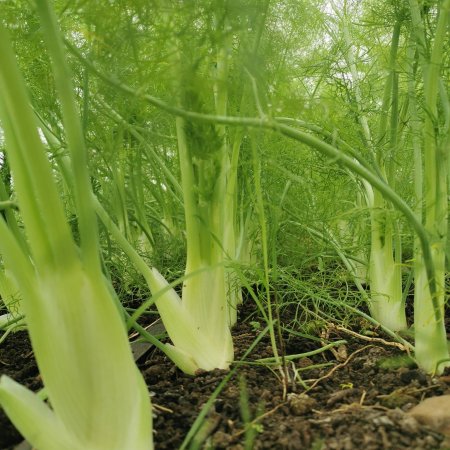 Fenouil en forêt