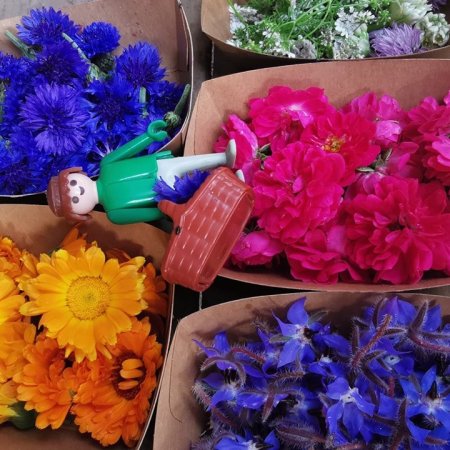 Fleurs et couleurs